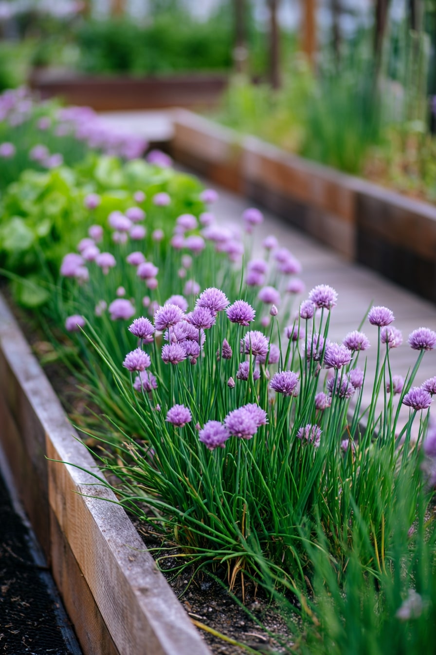 Chives
