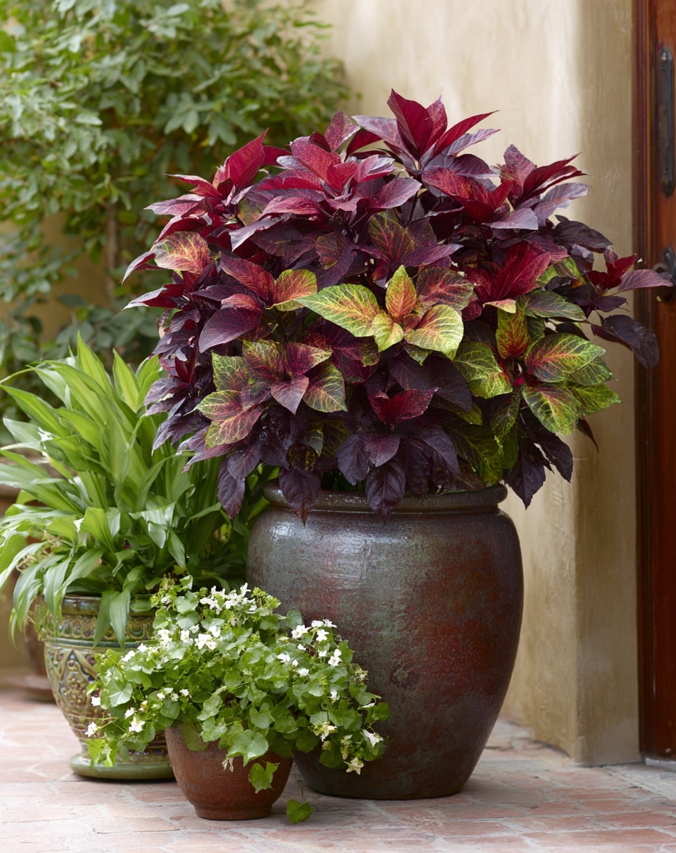 Coleus and Herbs Container Garden