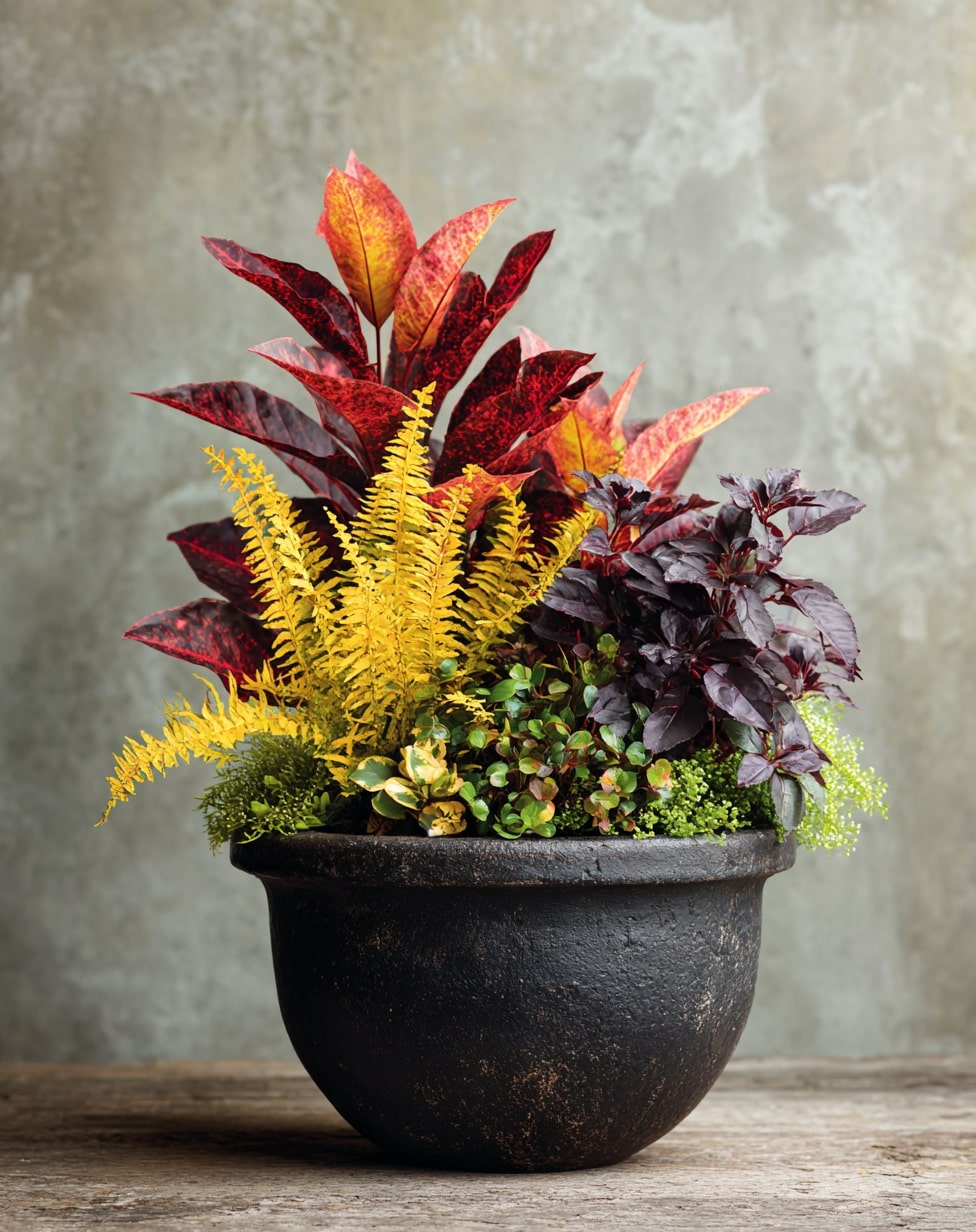 Coleus and Succulent Combo