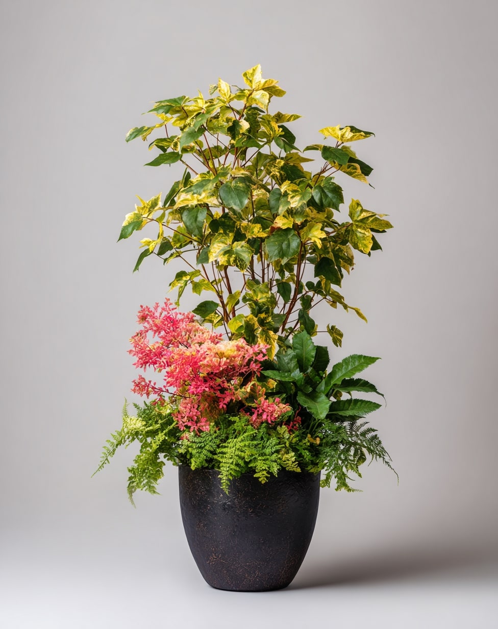 Edgy Elegance Design a Coleus Container with Black and White Accents
