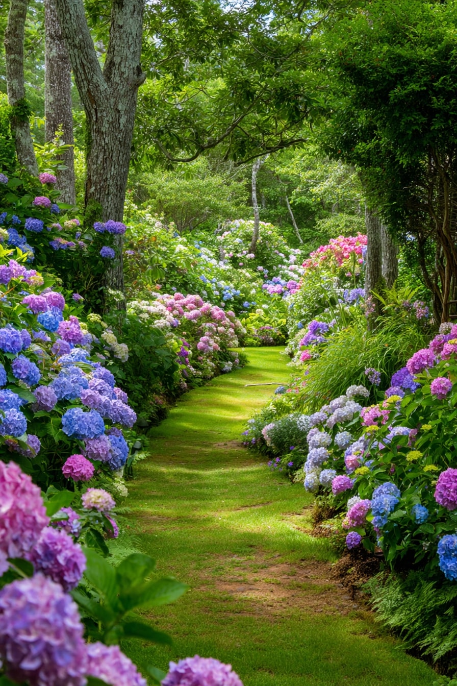English Garden with Mophead Hydrangeas and Leafy Hostas