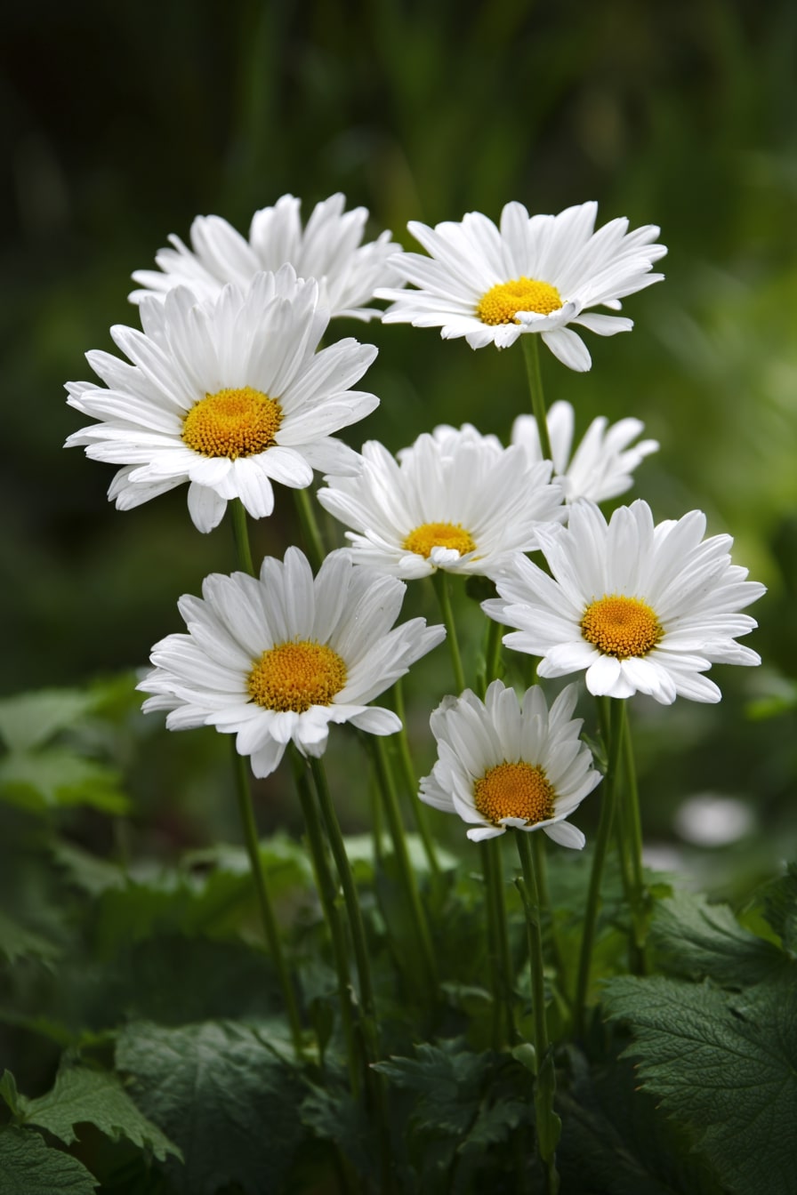 Feverfew