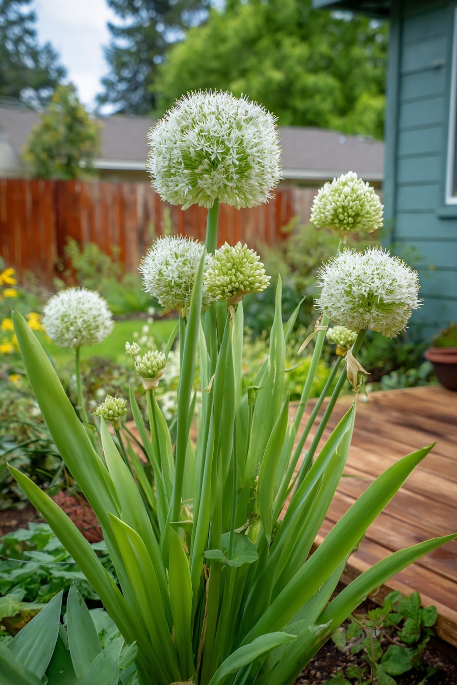 Garlic