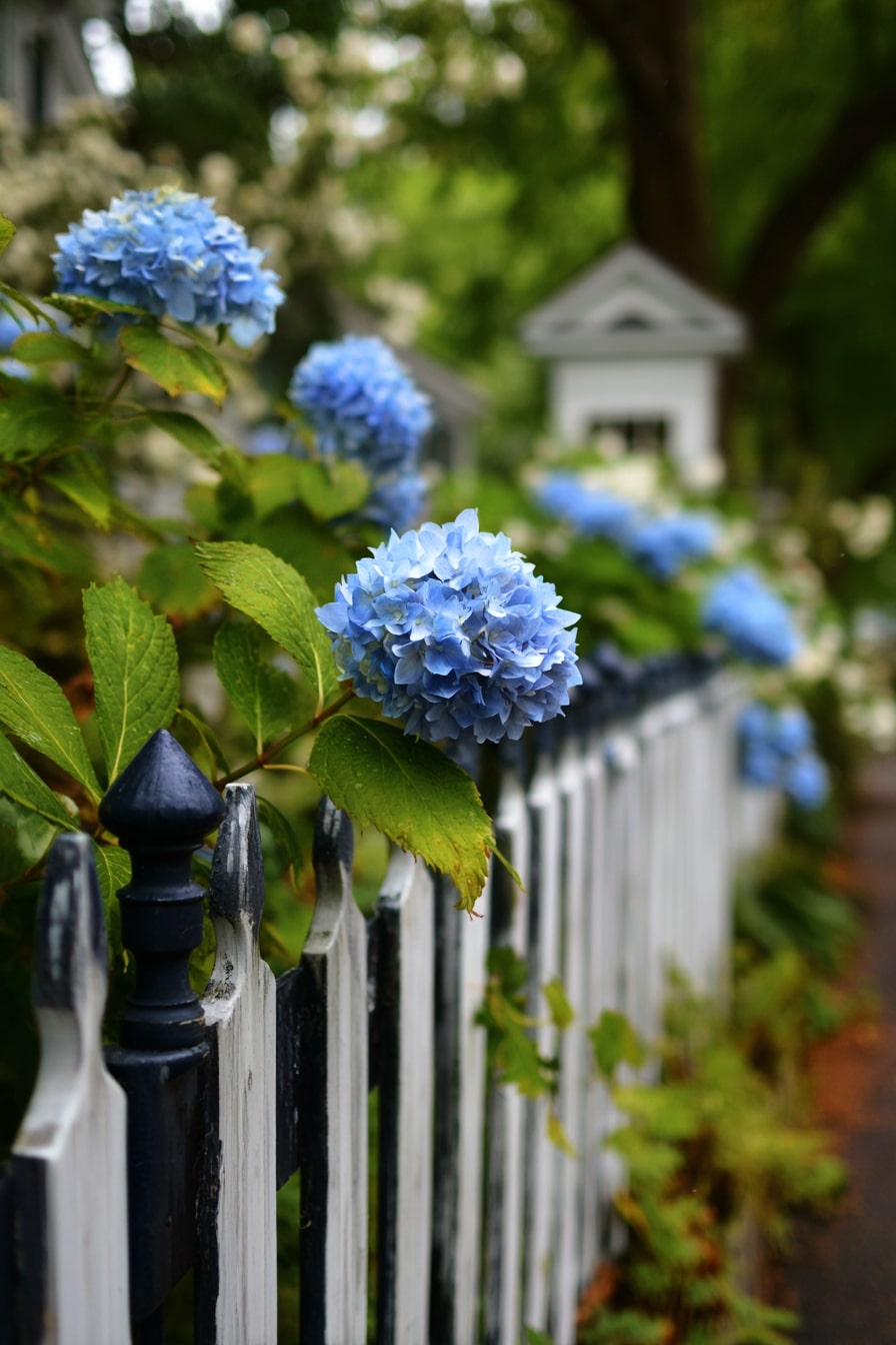 Hydrangea and Daylily Combination Garden