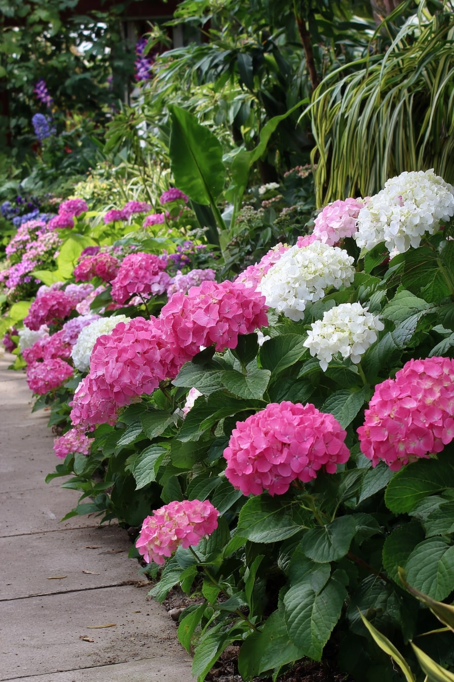 Hydrangea Focal Point in a Small Garden