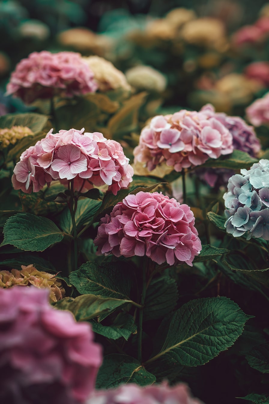 Hydrangea Haven Border