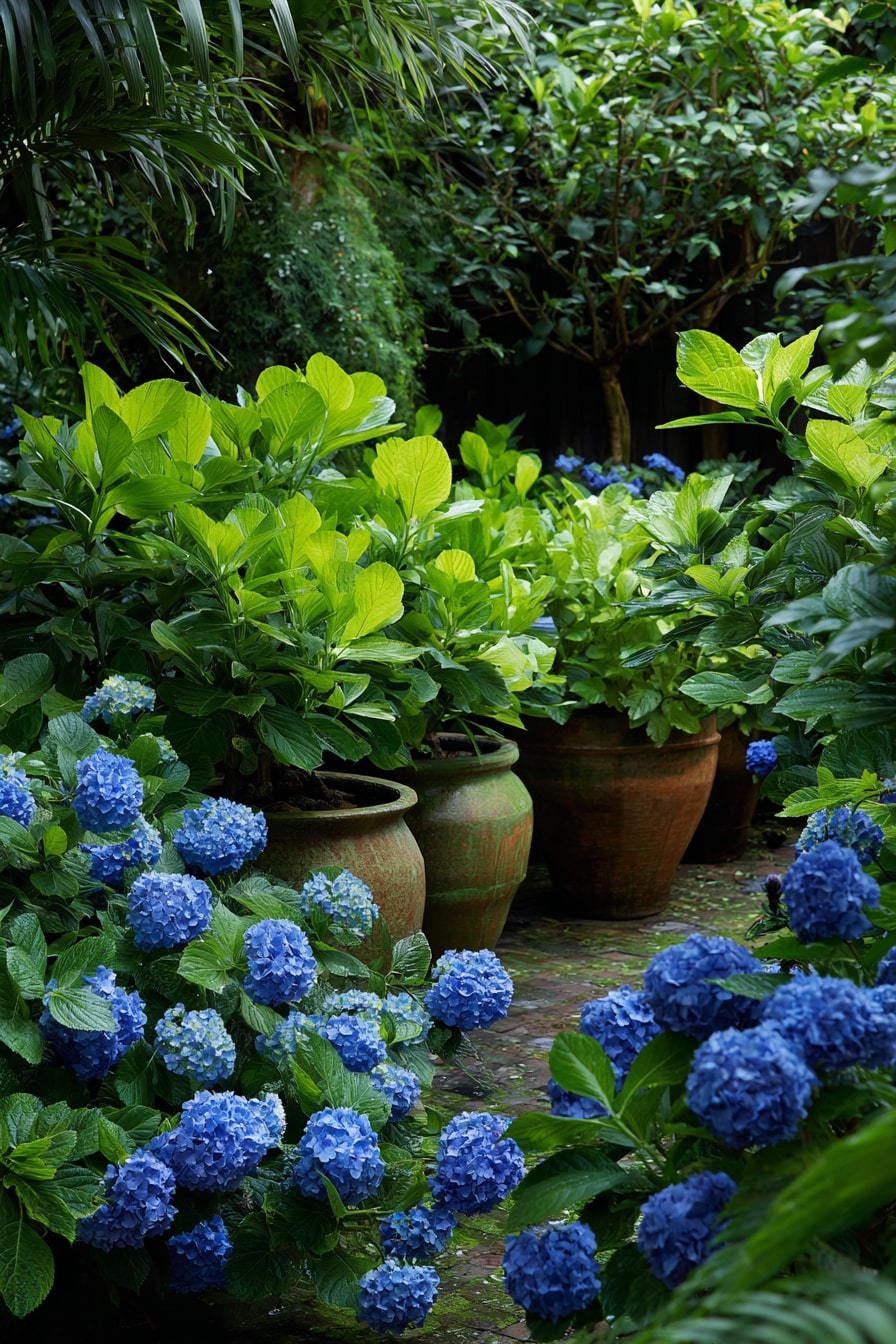 Hydrangea and Succulent Contrast Garden