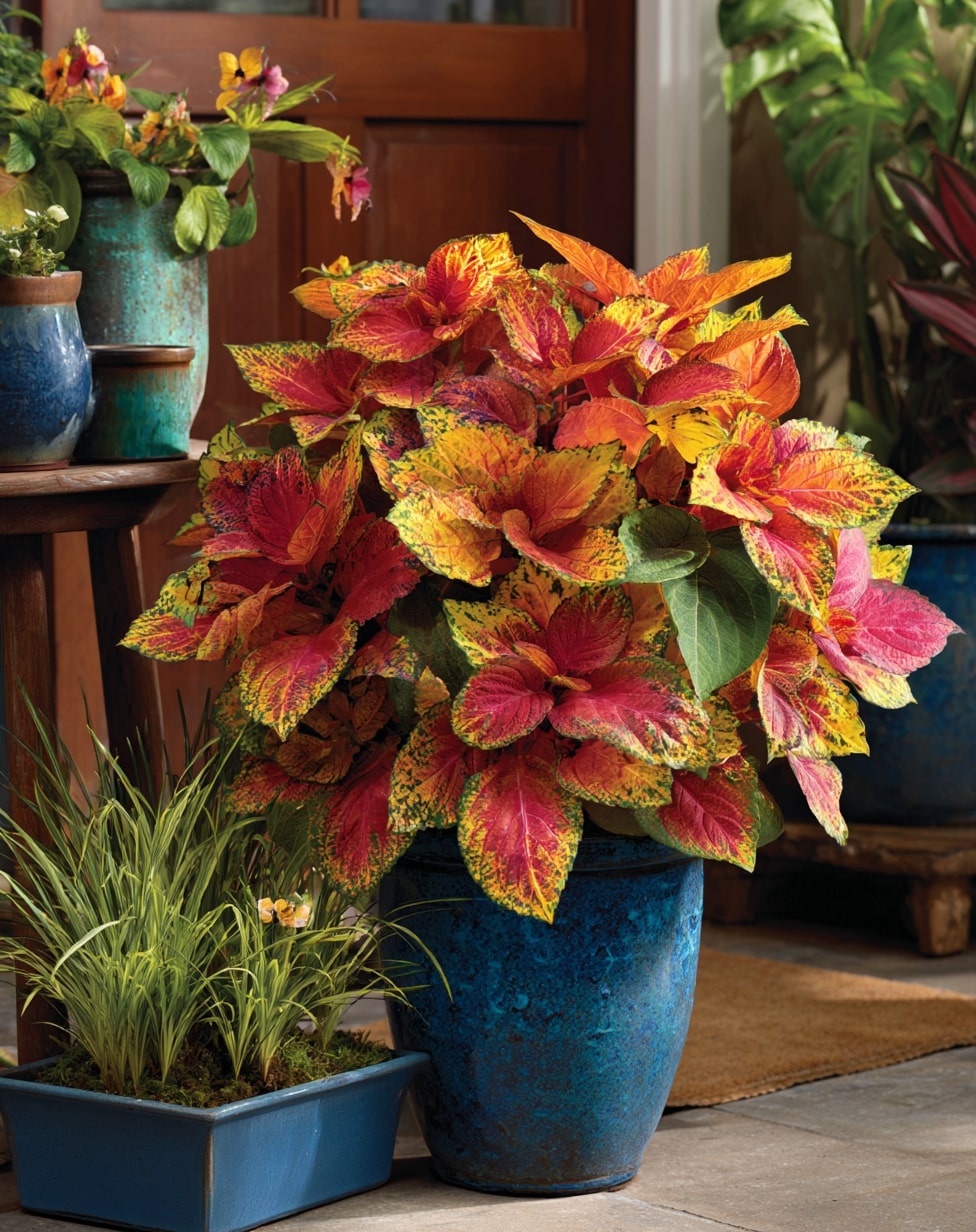 Monochromatic Magic Use Different Coleus Varieties in One Container