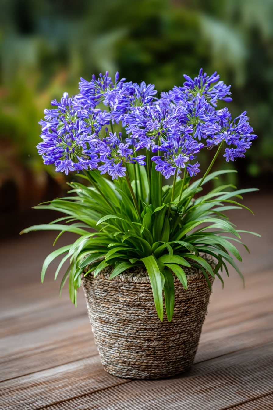Pennyroyal