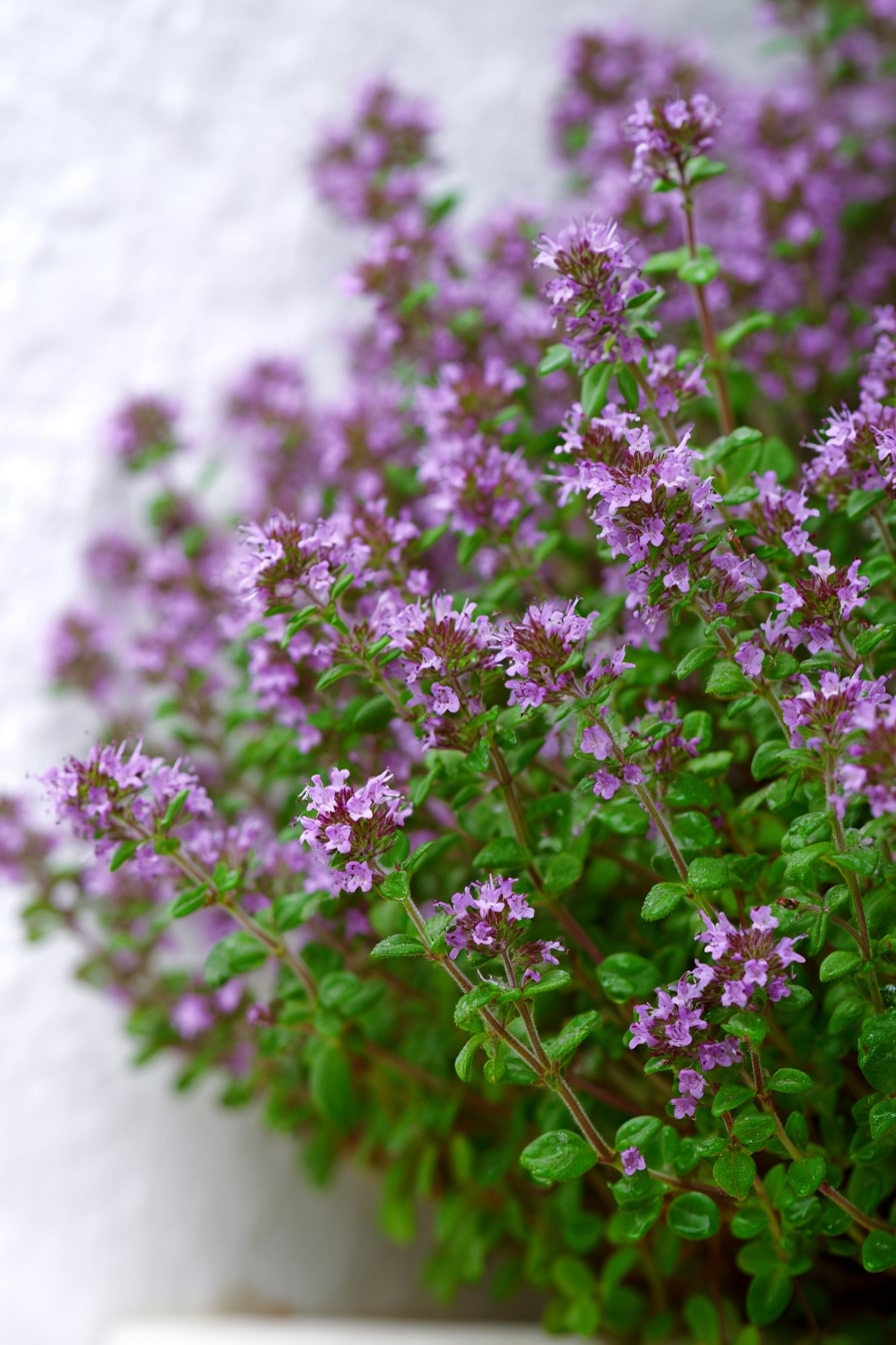 Pennyroyal